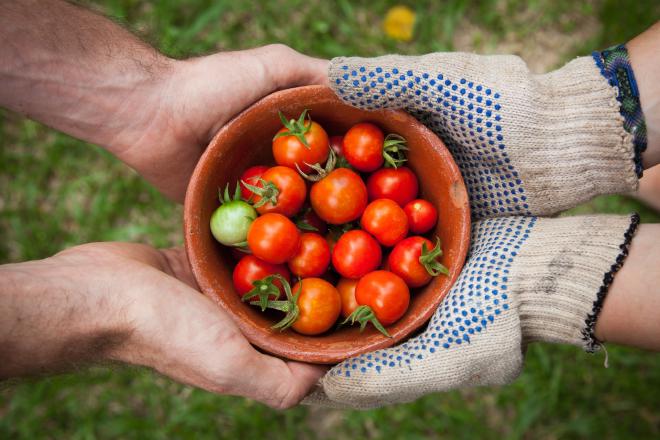 Zwei Paar Hände halten eine Schüssel Tomaten